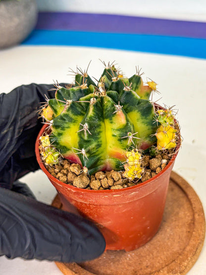 Gymnocalycium Luna (gy8) (y7) | Variegated cactus