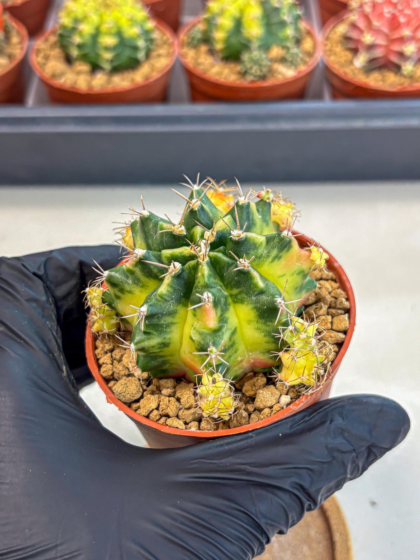 Gymnocalycium Luna (gy8) (y7) | Variegated cactus