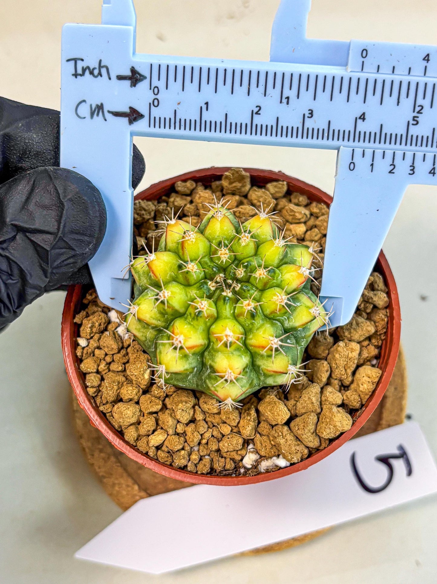Gymnocalycium Nepali Art (gy8) (y5) | Variegated cactus