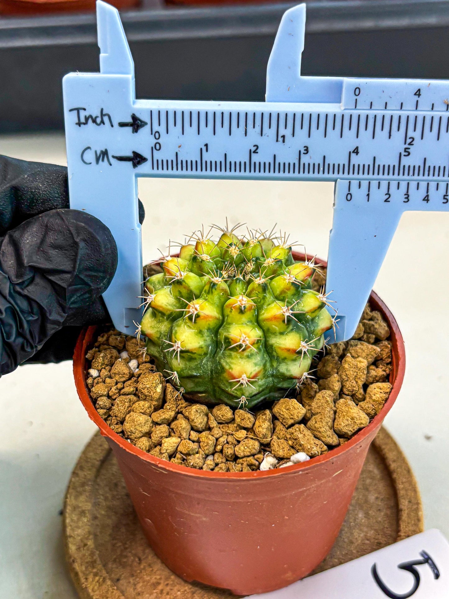 Gymnocalycium Nepali Art (gy8) (y5) | Variegated cactus