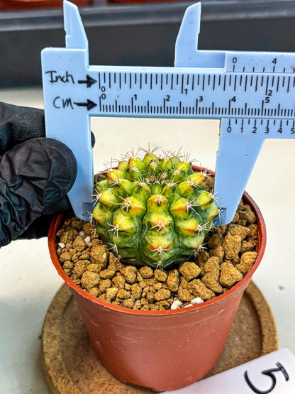 Gymnocalycium Nepali Art (gy8) (y5) | Variegated cactus