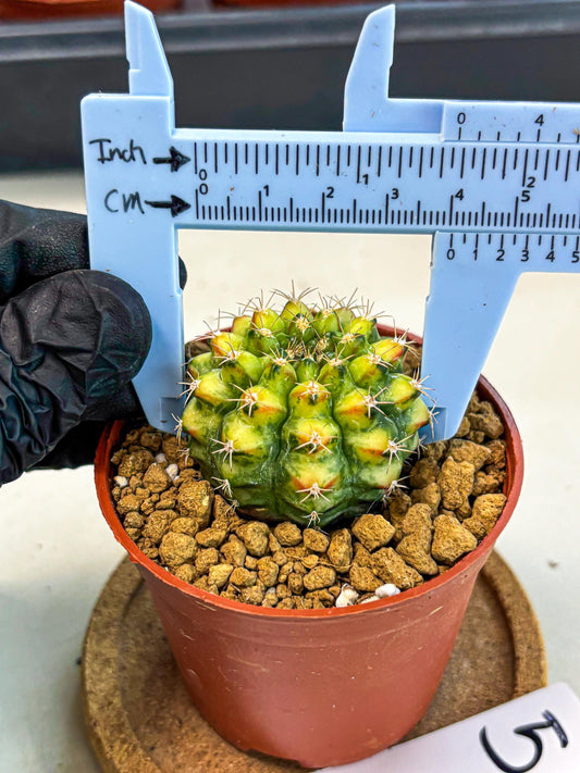 Gymnocalycium Nepali Art (gy8) (y5) | Variegated cactus