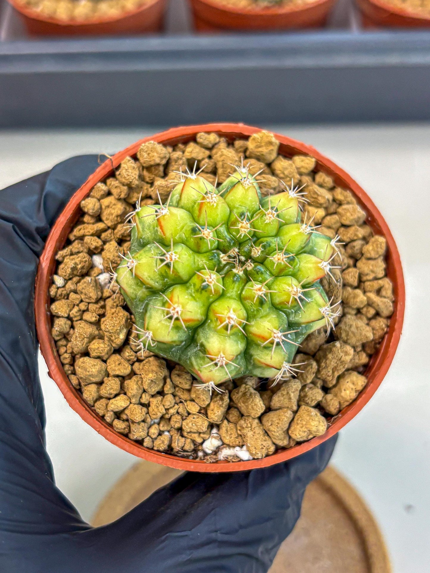 Gymnocalycium Nepali Art (gy8) (y5) | Variegated cactus