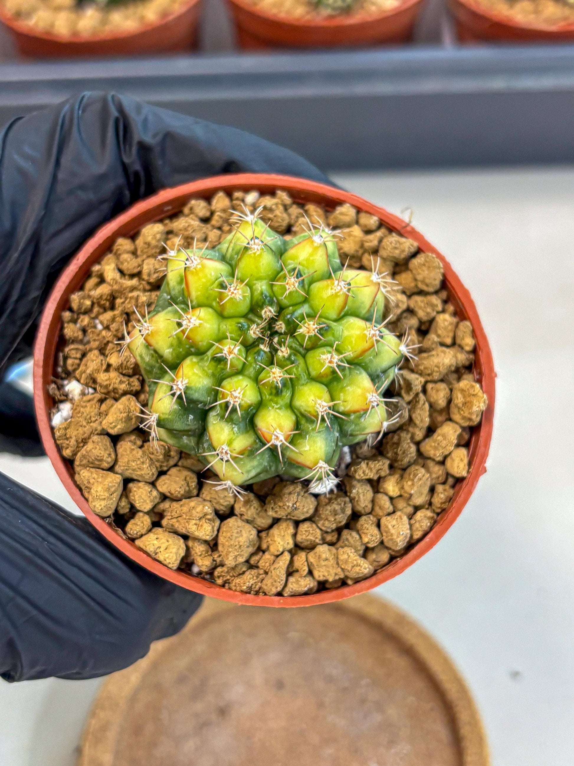 Gymnocalycium Nepali Art (gy8) (y5) | Variegated cactus