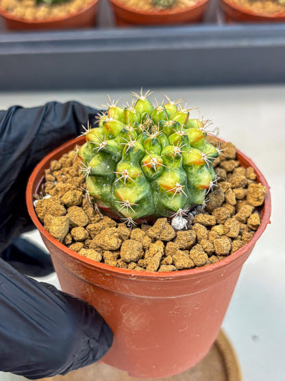 Gymnocalycium Nepali Art (gy8) (y5) | Variegated cactus