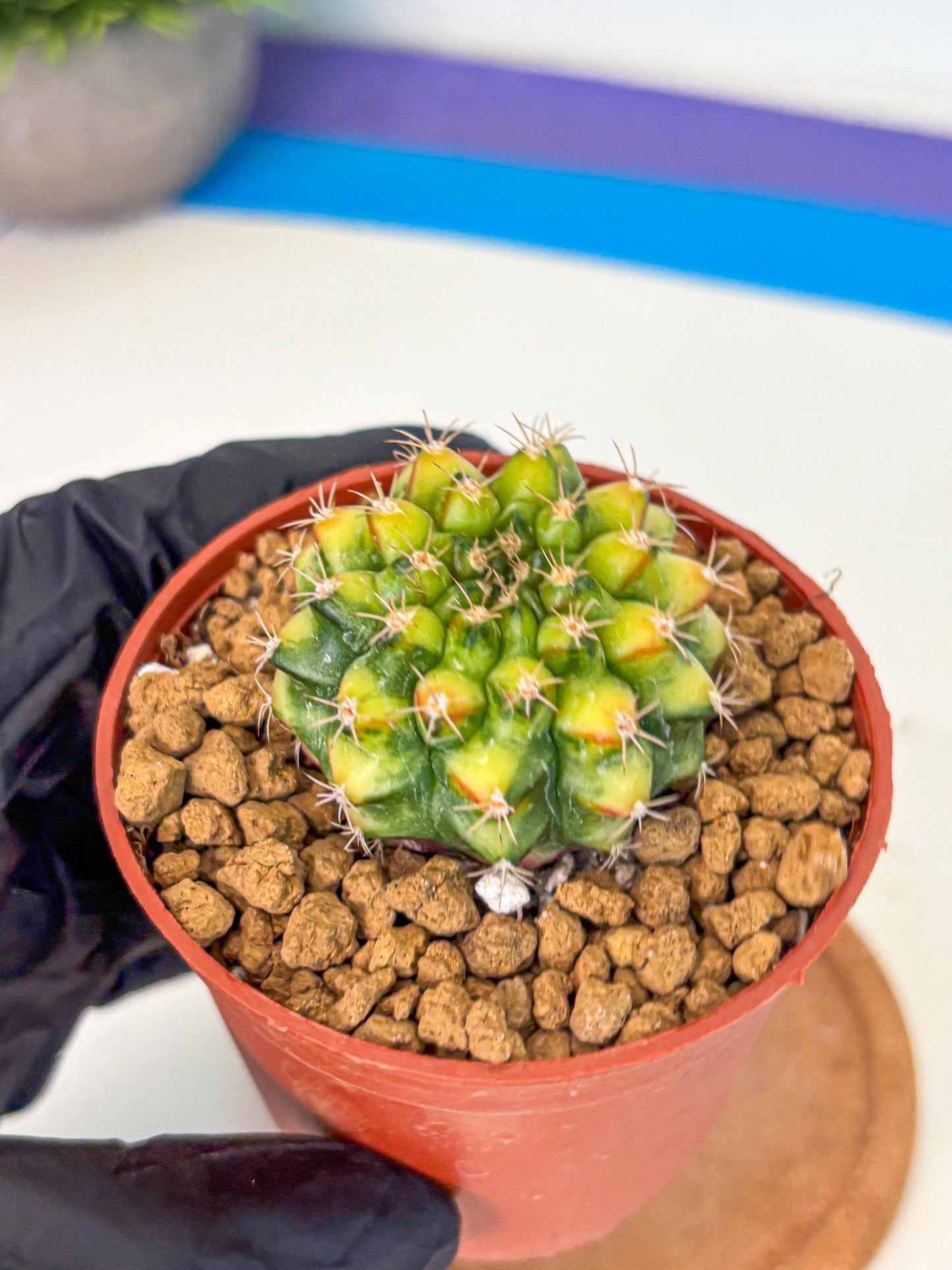 Gymnocalycium Nepali Art (gy8) (y5) | Variegated cactus