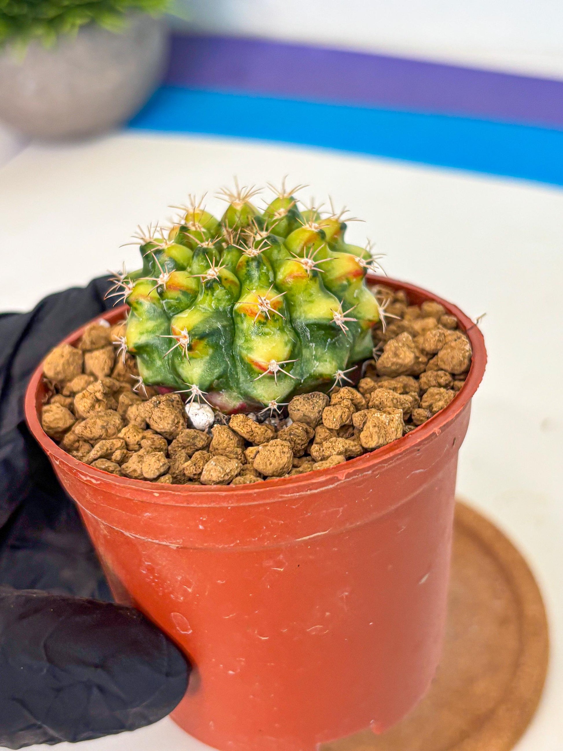 Gymnocalycium Nepali Art (gy8) (y5) | Variegated cactus