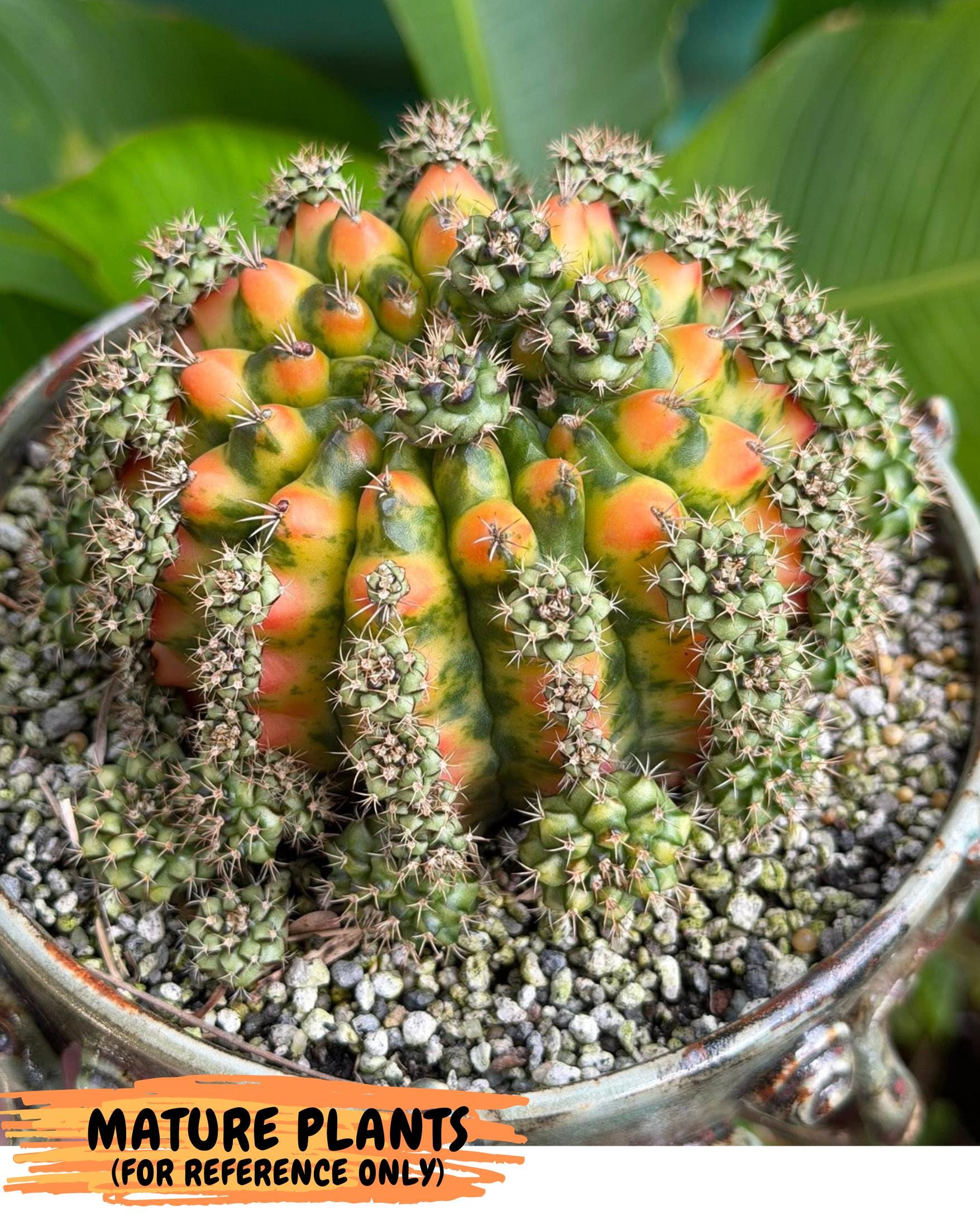 Gymnocalycium Nepali Art (gy8) (y5) | Variegated cactus