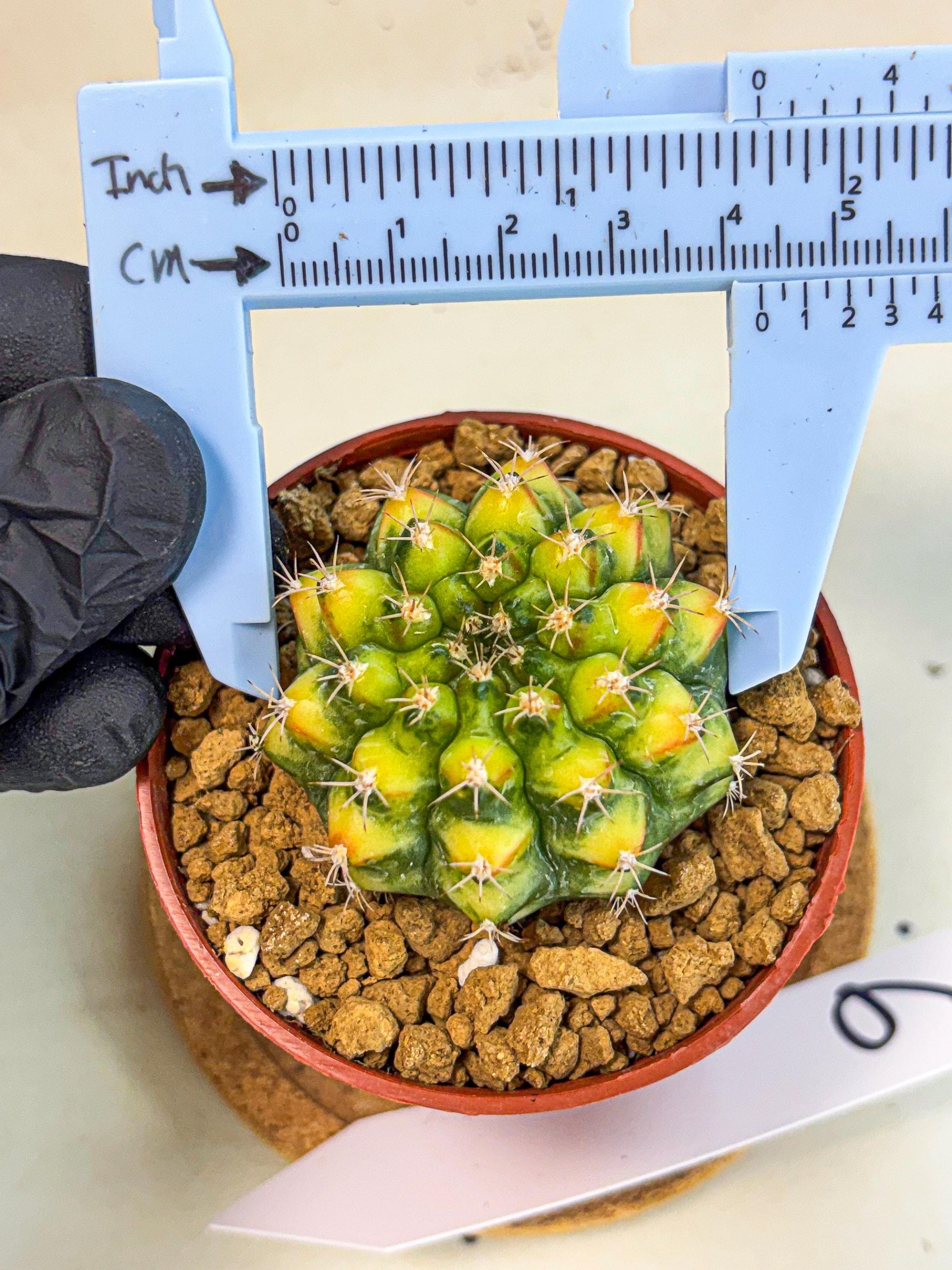 Gymnocalycium Nepali Art (gy8) (y6) | Variegated cactus