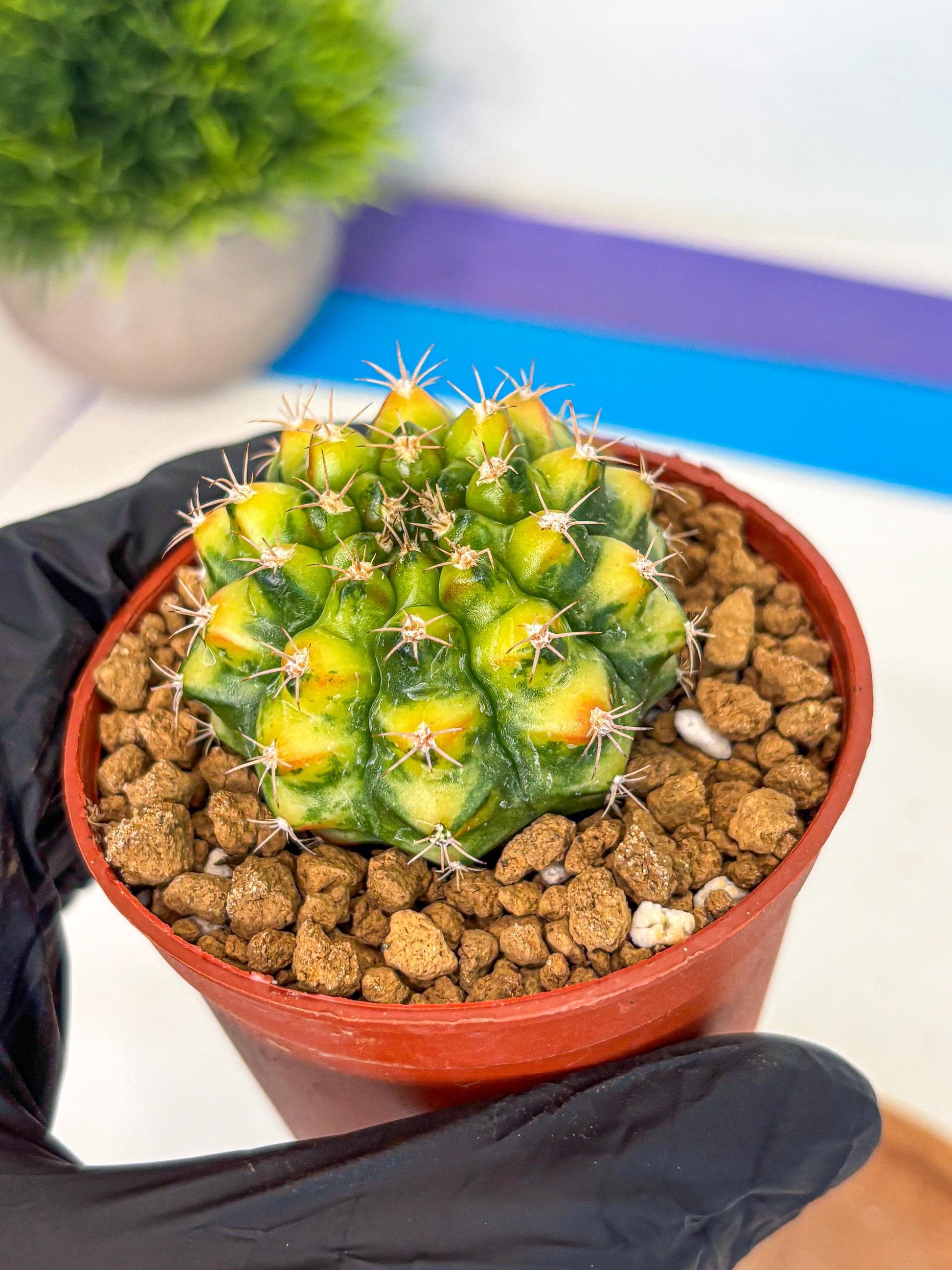 Gymnocalycium Nepali Art (gy8) (y6) | Variegated cactus