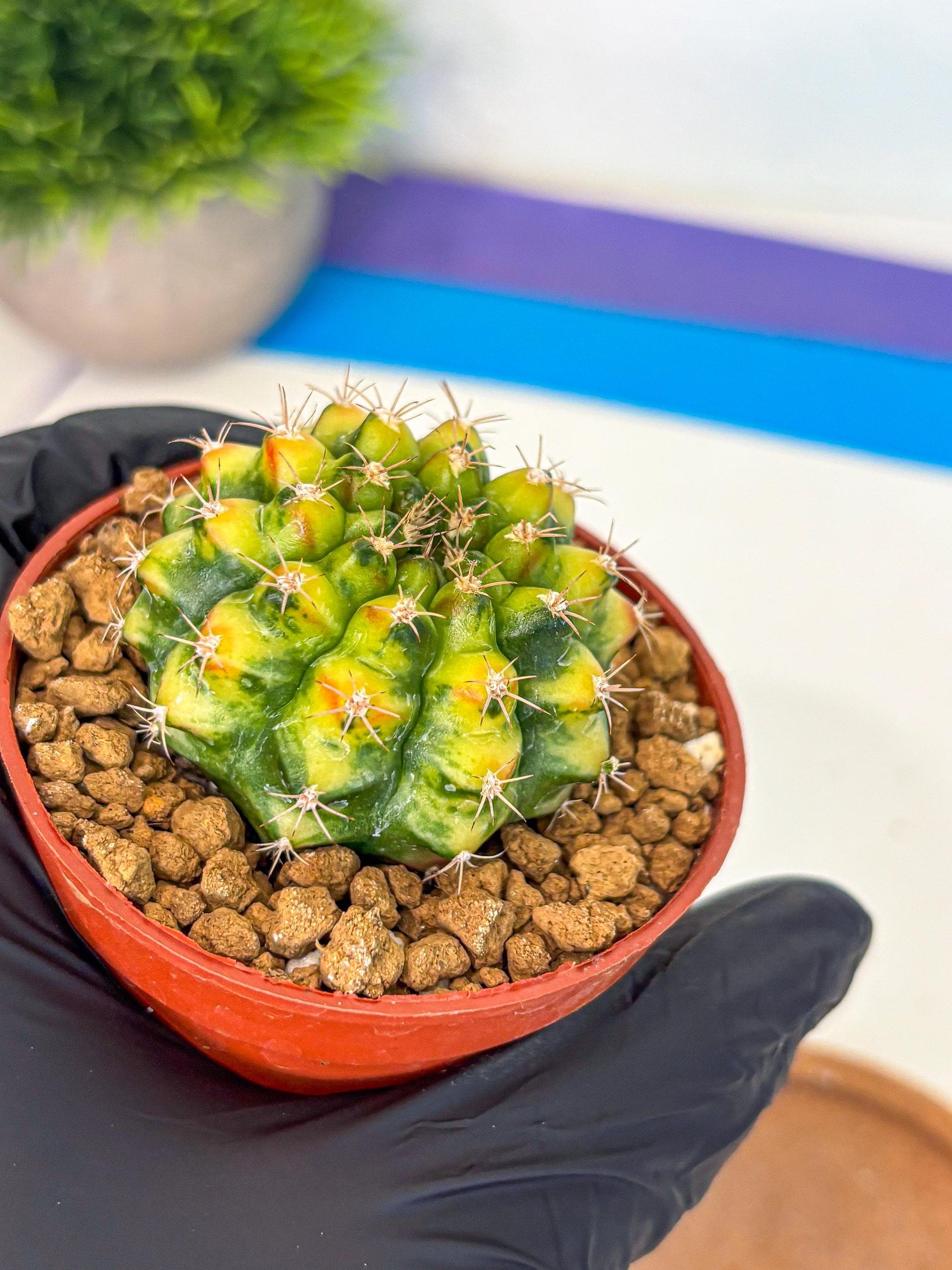 Gymnocalycium Nepali Art (gy8) (y6) | Variegated cactus