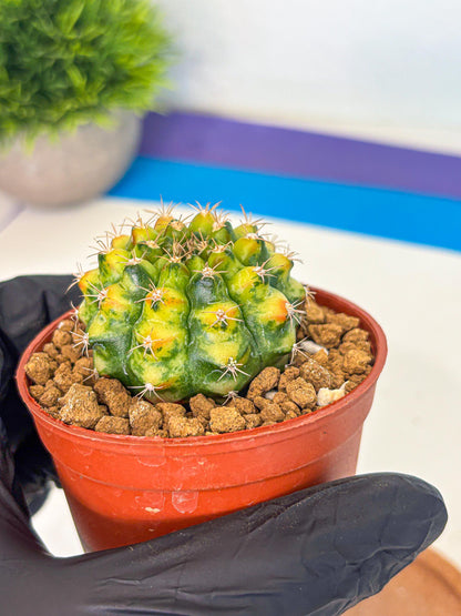 Gymnocalycium Nepali Art (gy8) (y6) | Variegated cactus