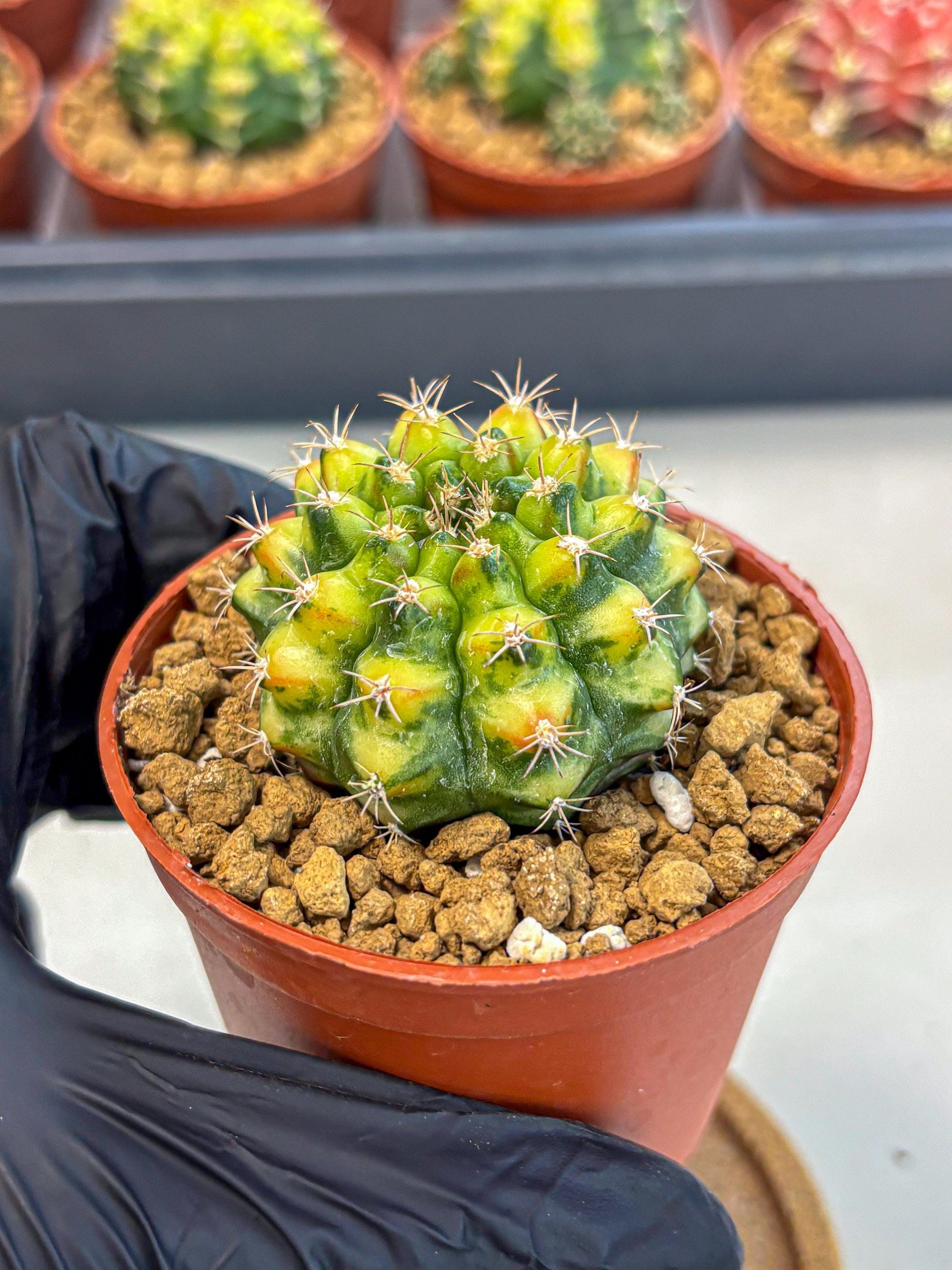Gymnocalycium Nepali Art (gy8) (y6) | Variegated cactus