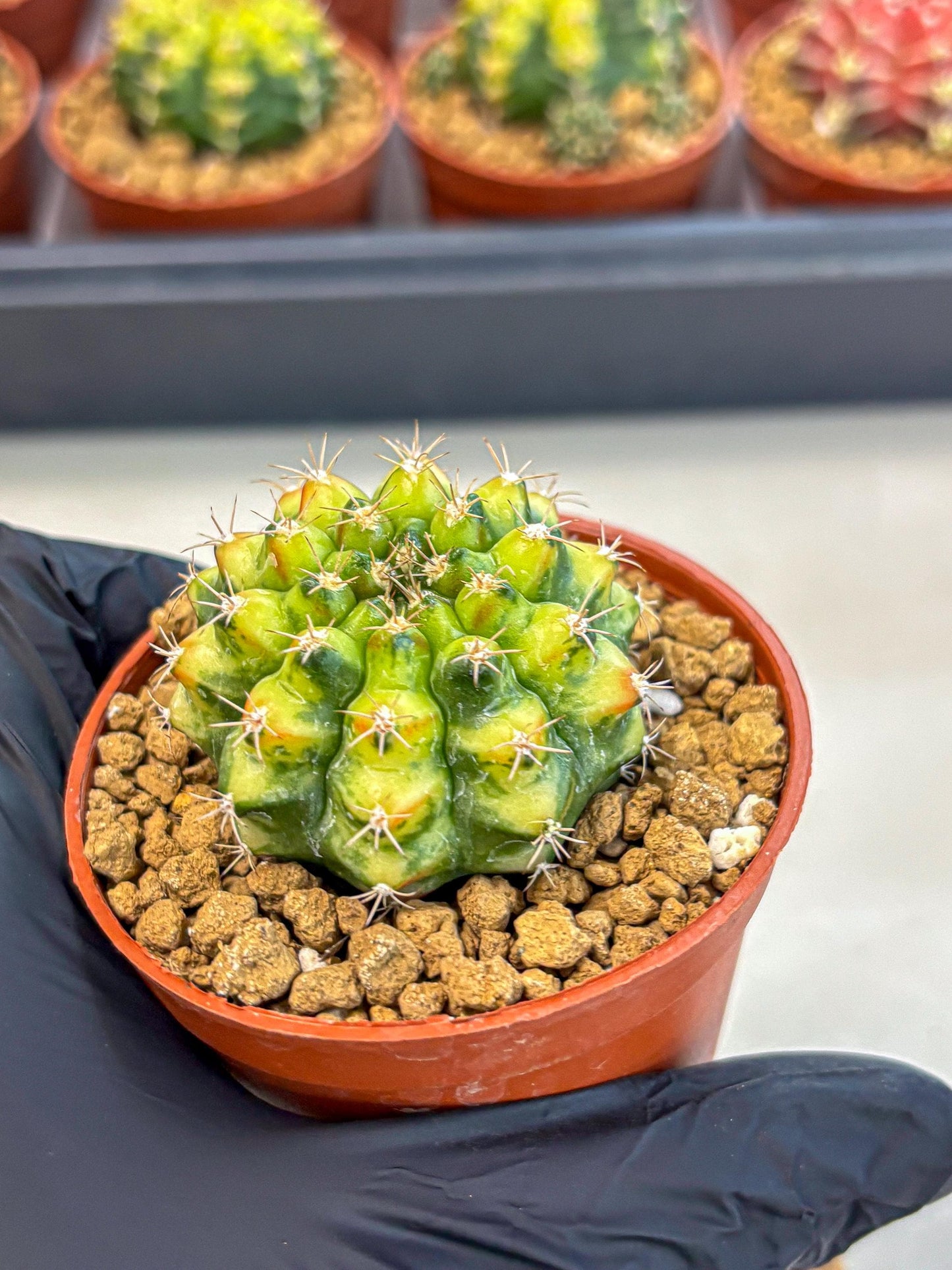 Gymnocalycium Nepali Art (gy8) (y6) | Variegated cactus