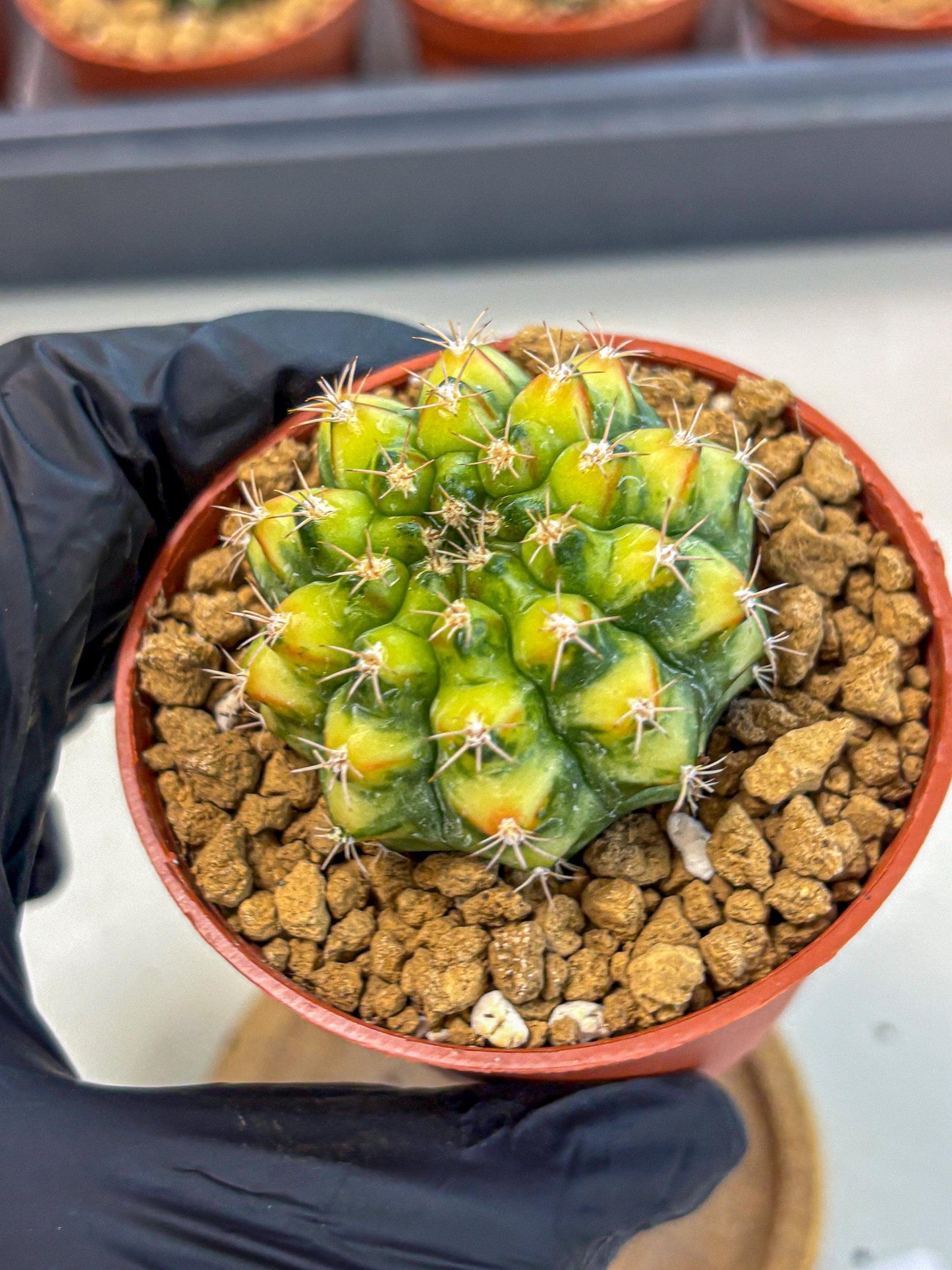 Gymnocalycium Nepali Art (gy8) (y6) | Variegated cactus