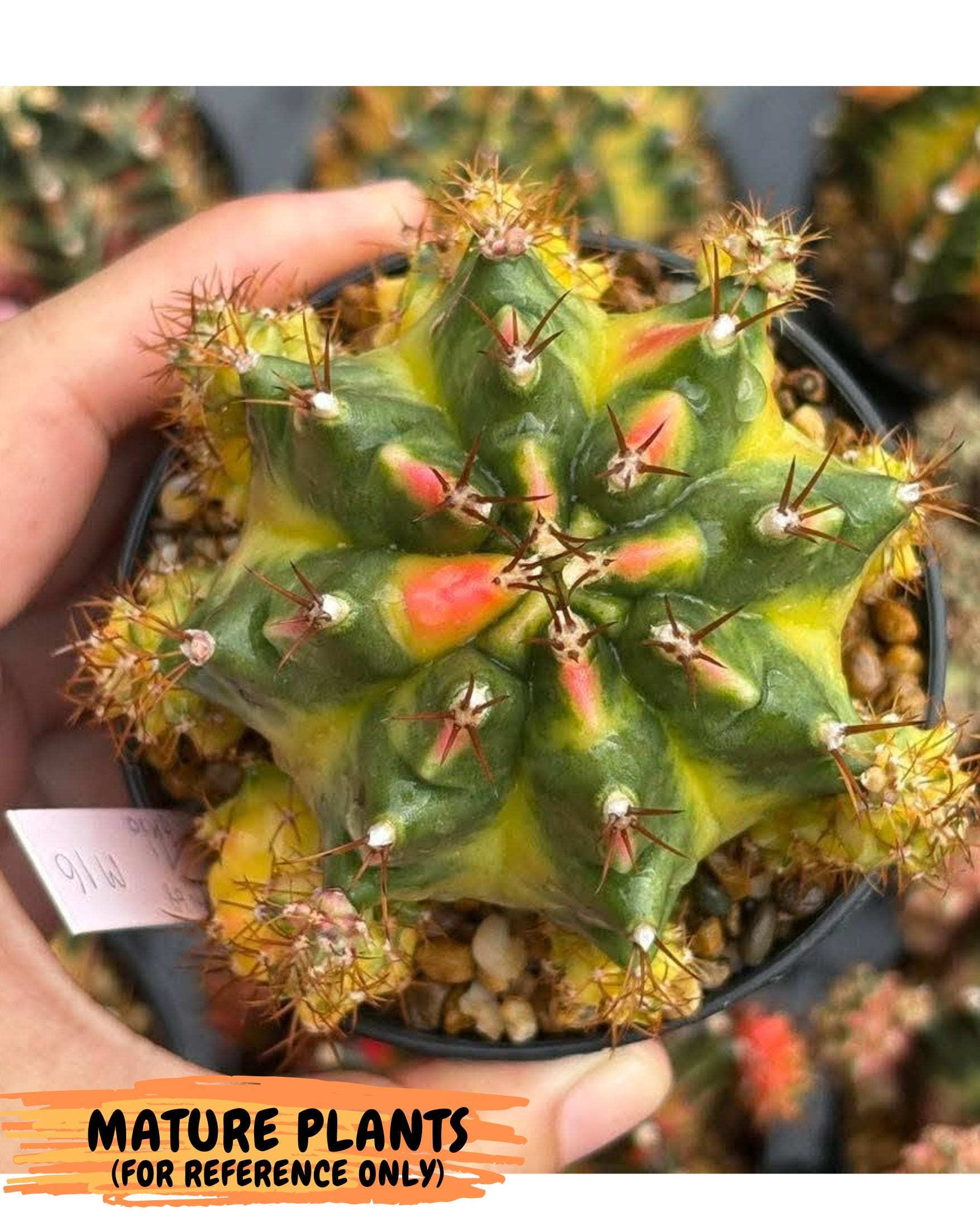 Gymnocalycium Luna (gy8) (y7) | Variegated cactus