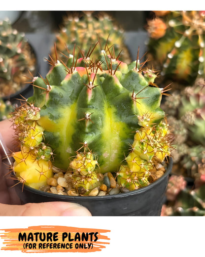 Gymnocalycium Luna (gy8) (y7) | Variegated cactus