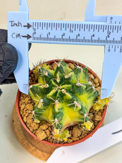 Gymnocalycium Luna (gy8) (p1) | Variegated cactus