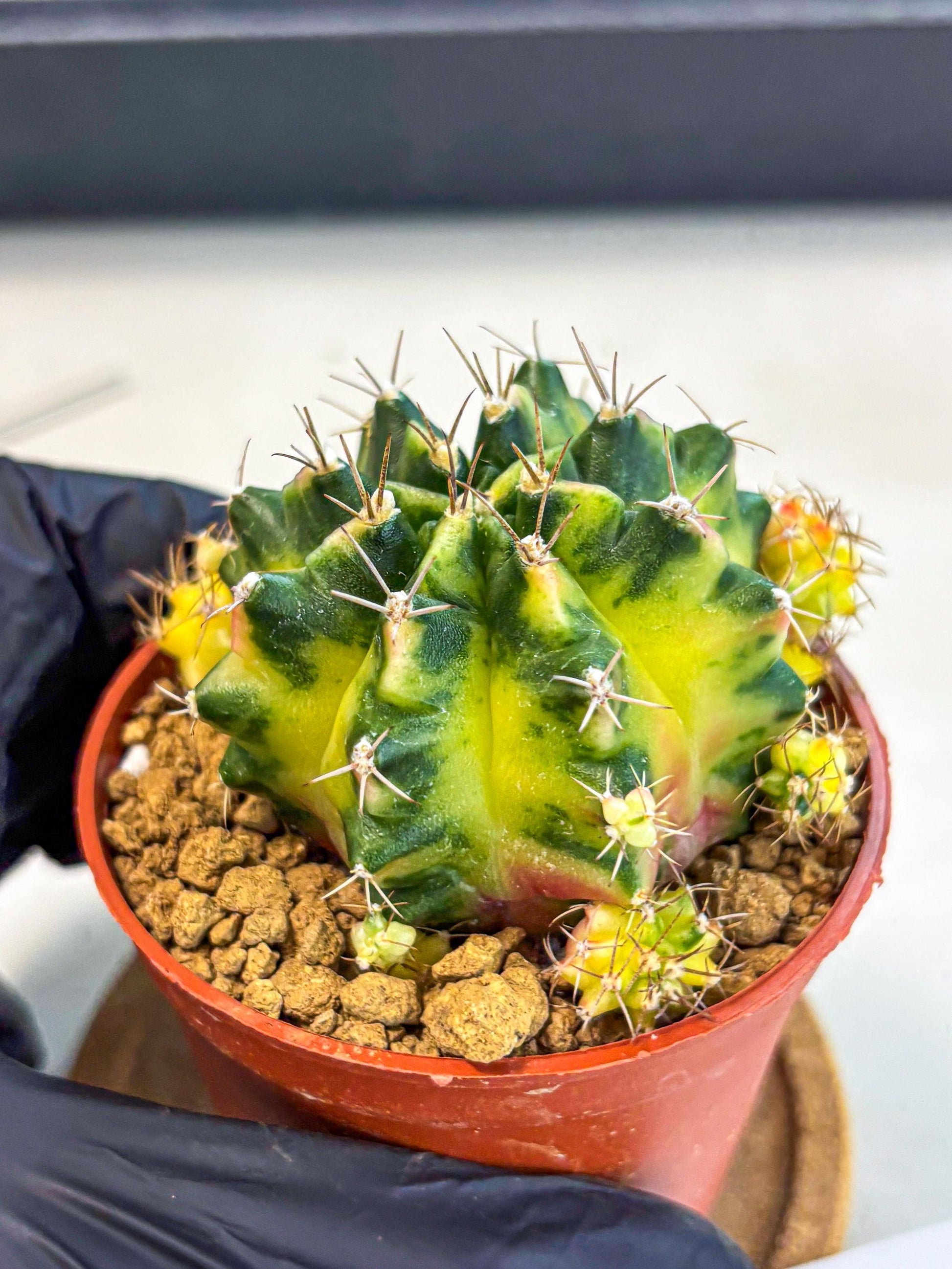 Gymnocalycium Luna (gy8) (p1) | Variegated cactus