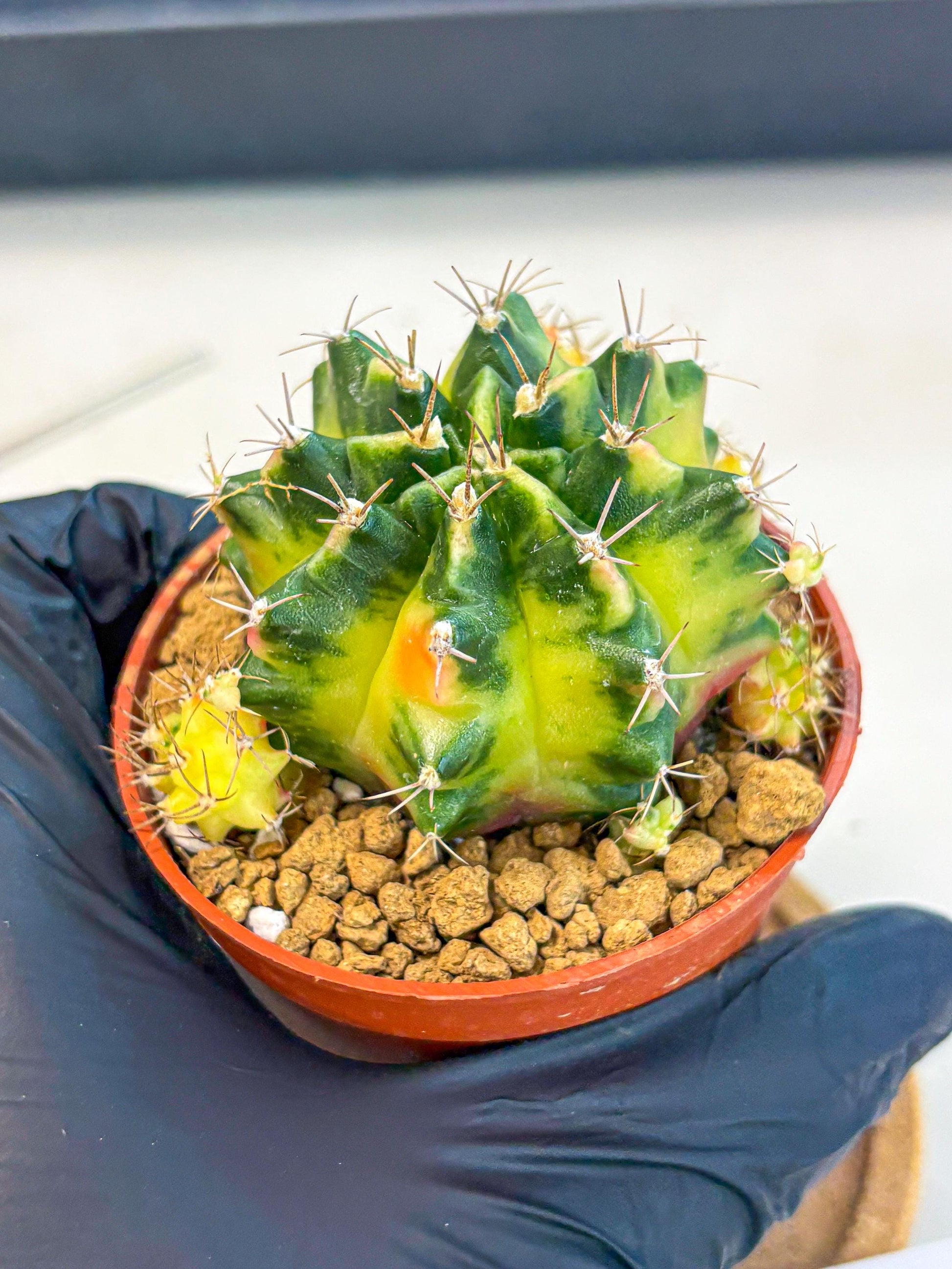 Gymnocalycium Luna (gy8) (p1) | Variegated cactus