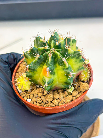 Gymnocalycium Luna (gy8) (p1) | Variegated cactus