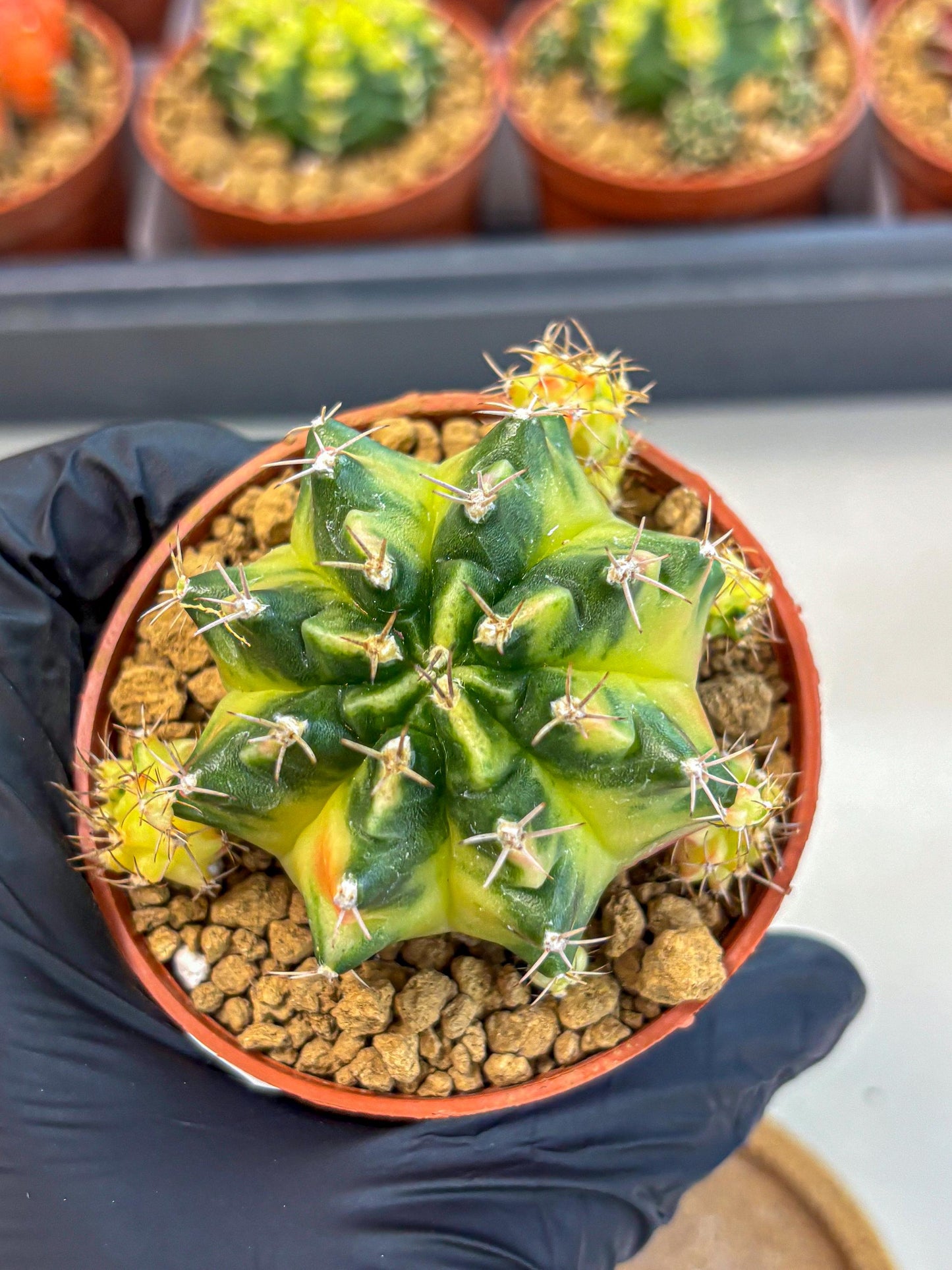 Gymnocalycium Luna (gy8) (p1) | Variegated cactus