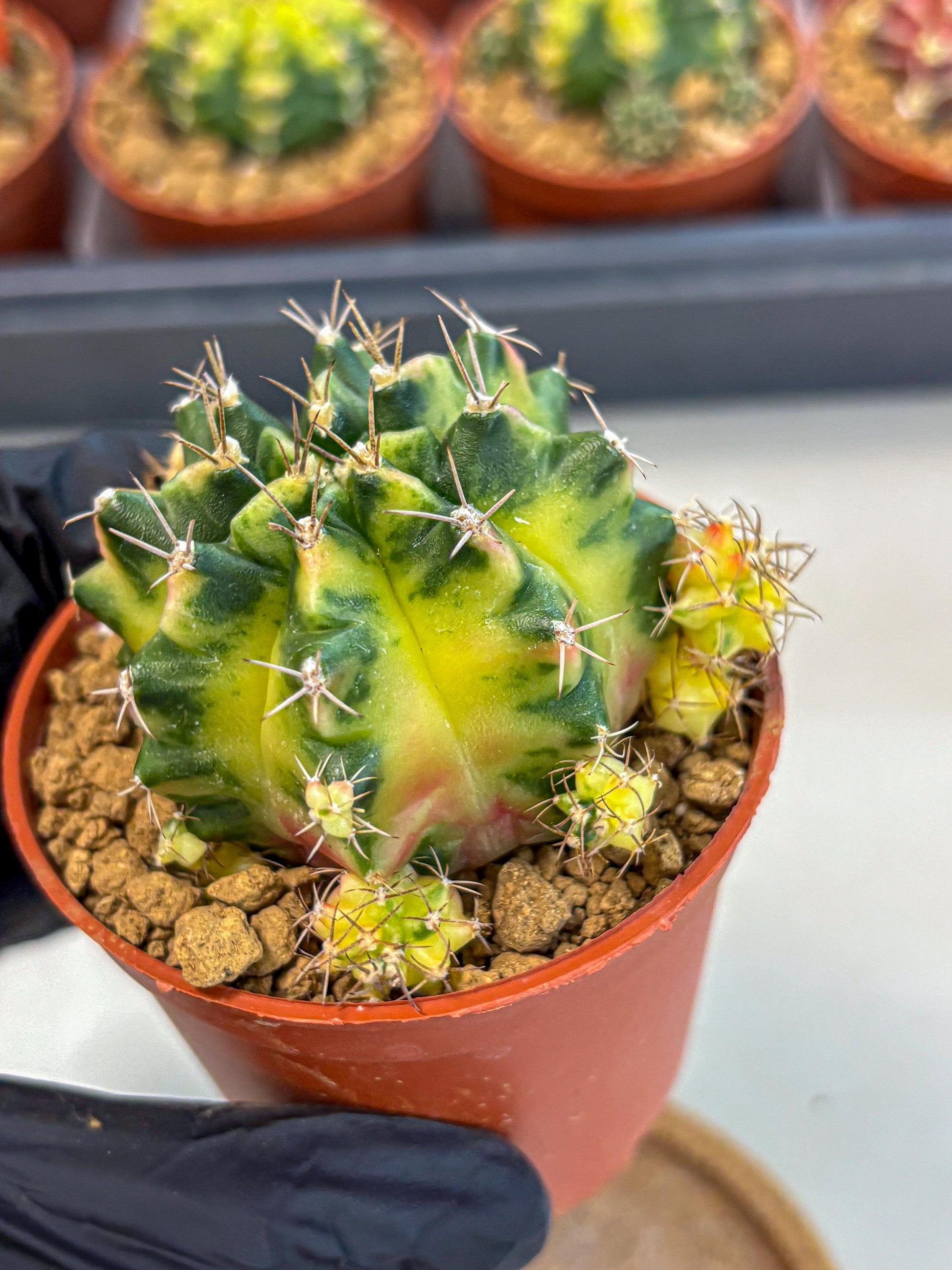 Gymnocalycium Luna (gy8) (p1) | Variegated cactus