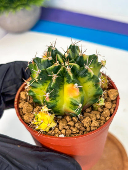 Gymnocalycium Luna (gy8) (p1) | Variegated cactus