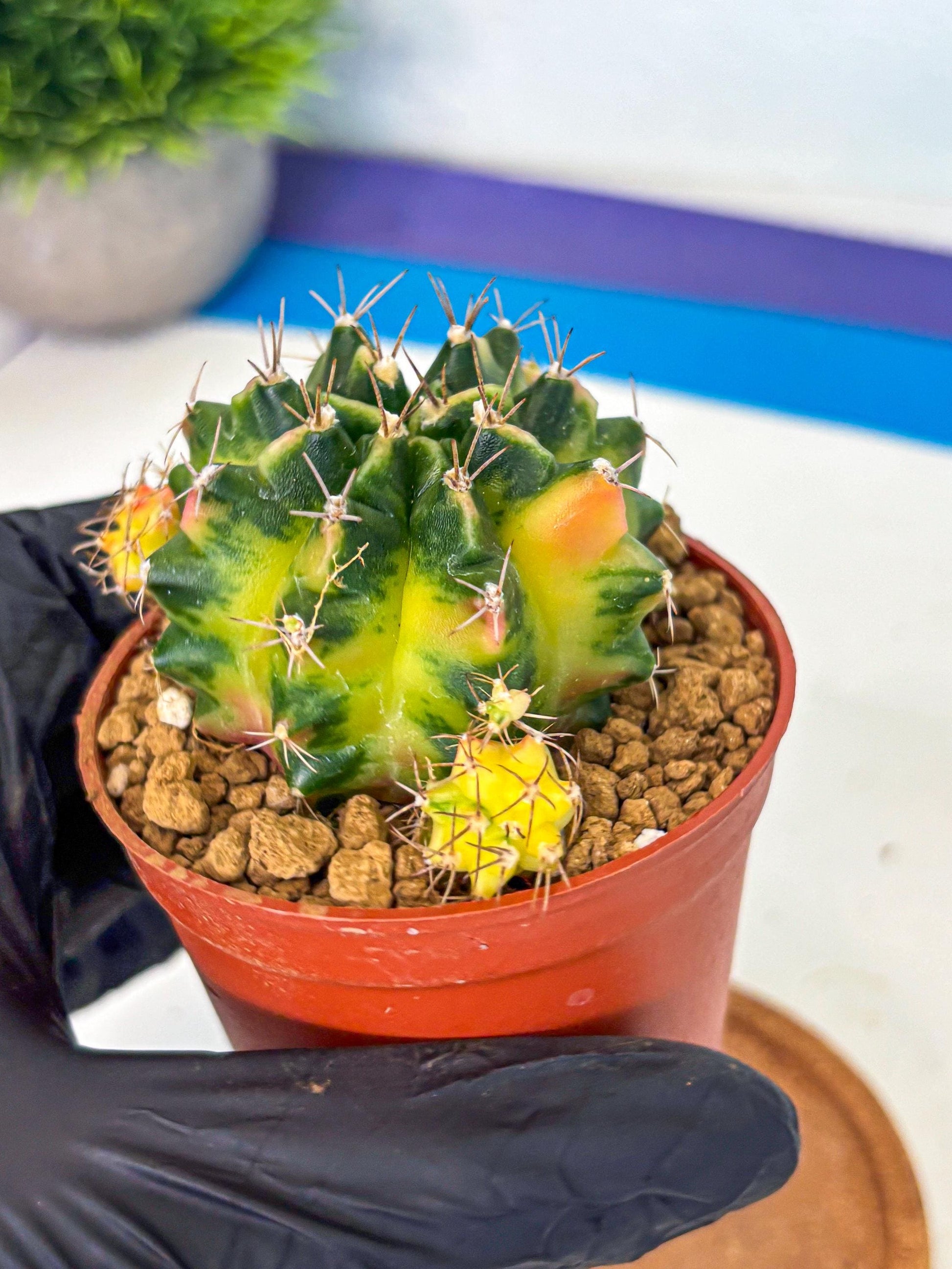Gymnocalycium Luna (gy8) (p1) | Variegated cactus