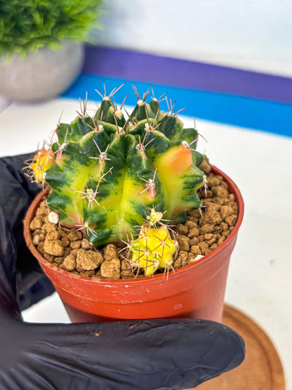 Gymnocalycium Luna (gy8) (p1) | Variegated cactus