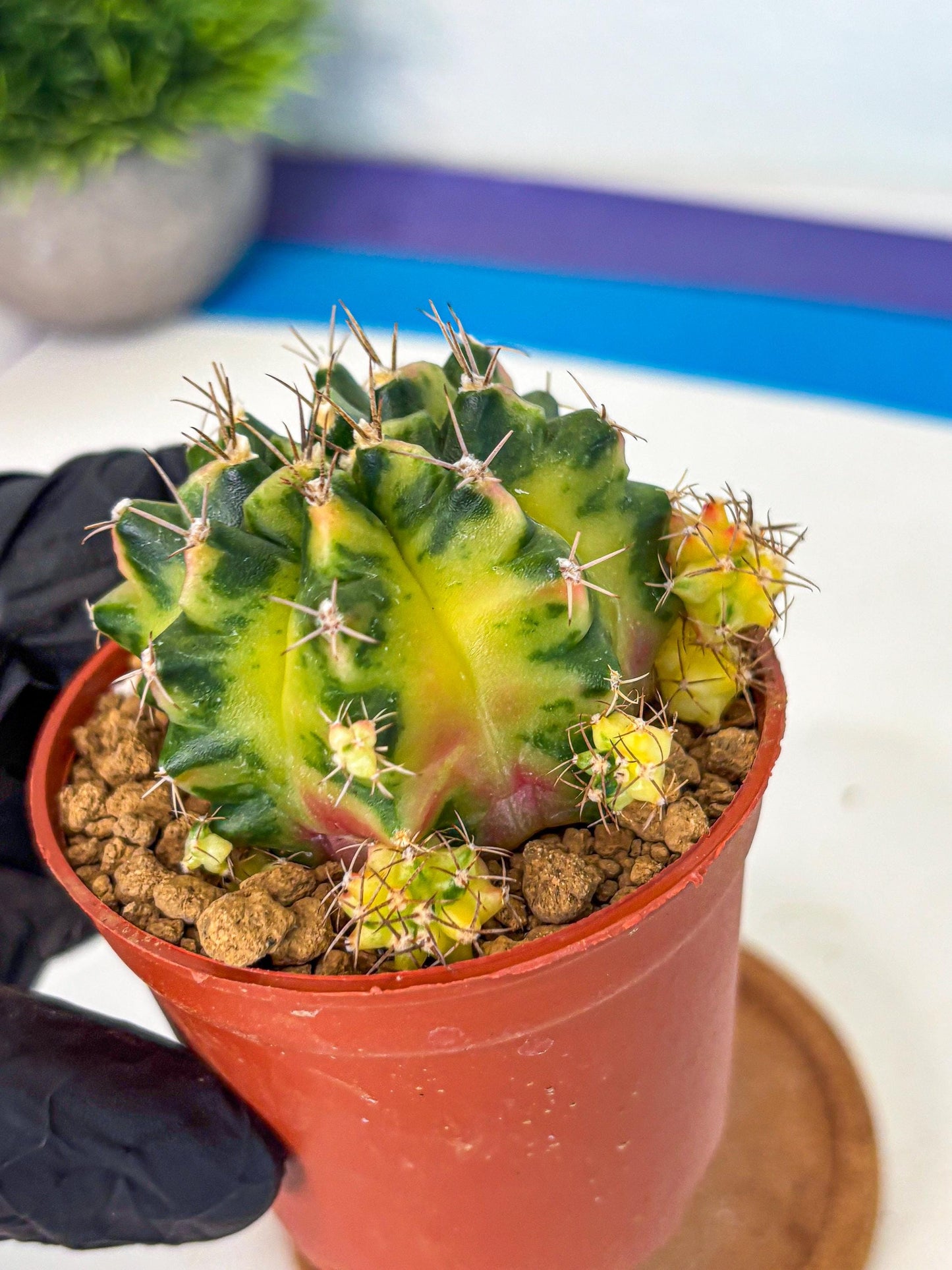 Gymnocalycium Luna (gy8) (p1) | Variegated cactus