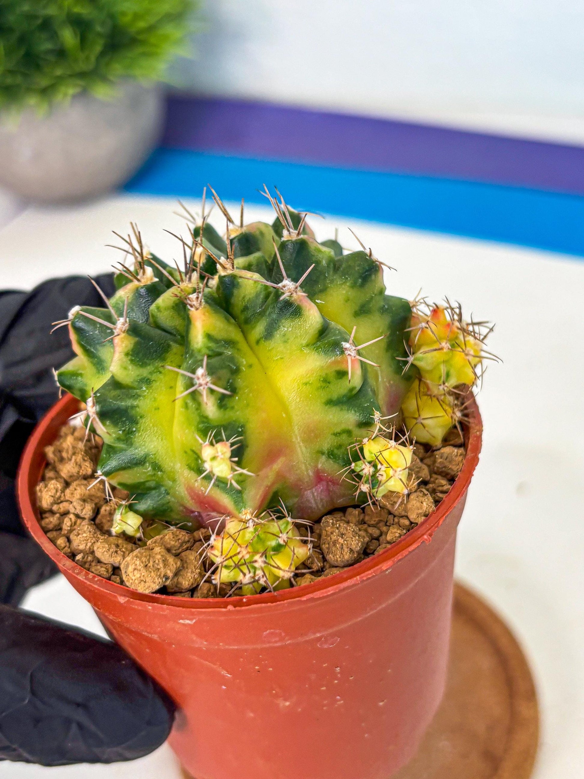 Gymnocalycium Luna (gy8) (p1) | Variegated cactus