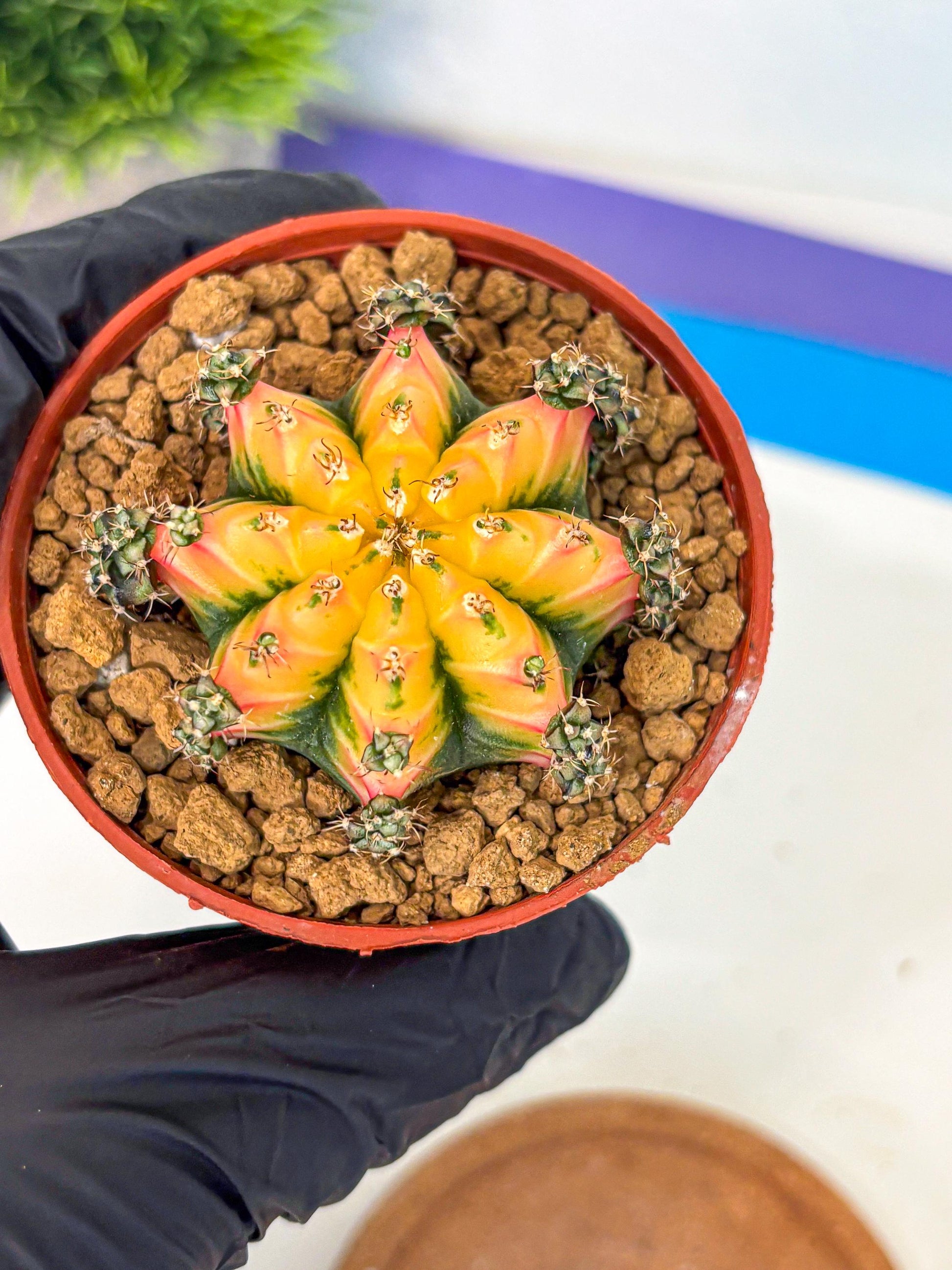 Gymnocalycium Multicolor (gy8) (p2) | Special Hybrid cactus