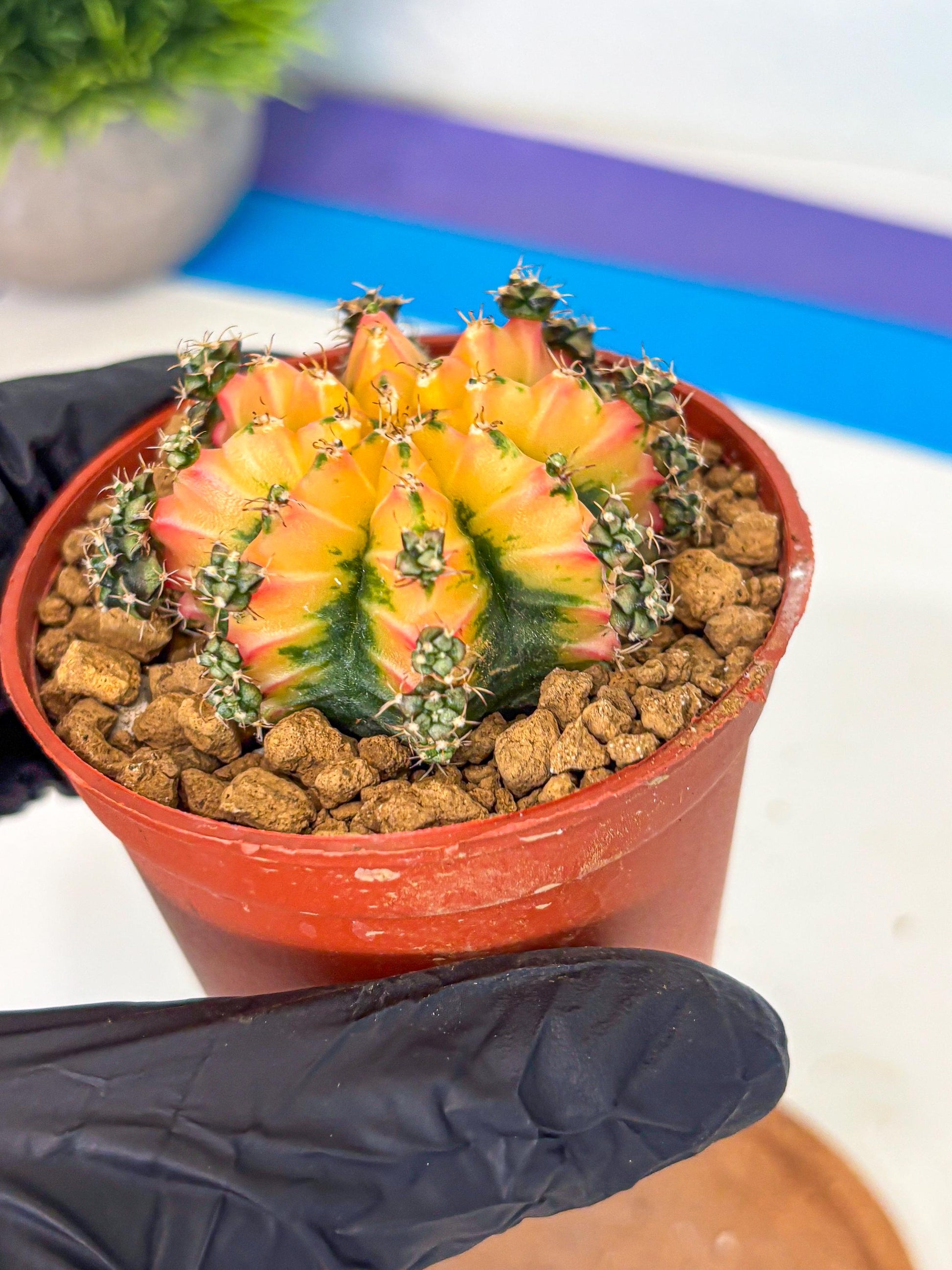 Gymnocalycium Multicolor (gy8) (p2) | Special Hybrid cactus