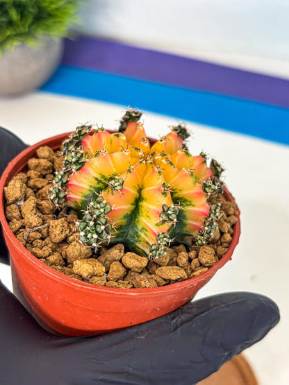 Gymnocalycium Multicolor (gy8) (p2) | Special Hybrid cactus