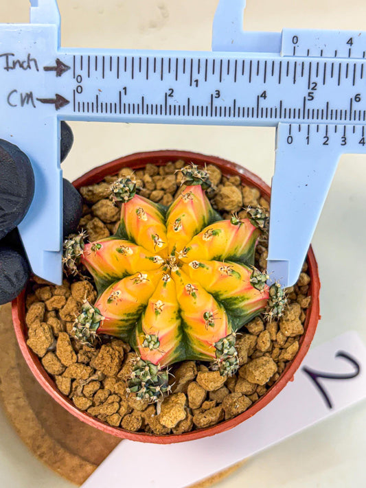 Gymnocalycium Multicolor (gy8) (p2) | Special Hybrid cactus