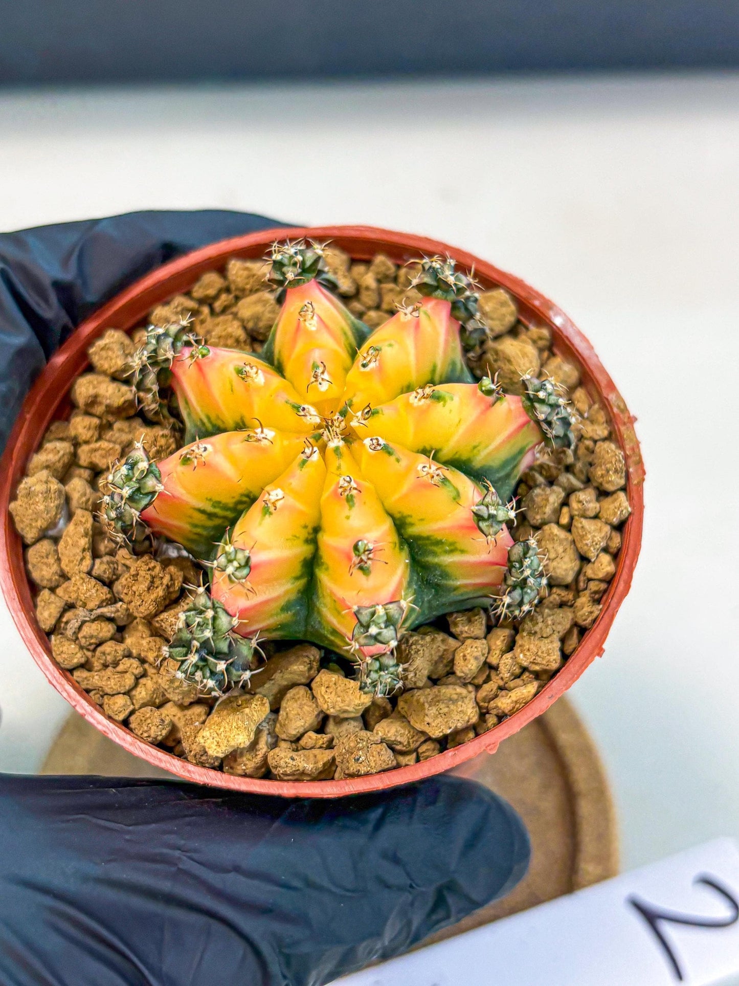 Gymnocalycium Multicolor (gy8) (p2) | Special Hybrid cactus