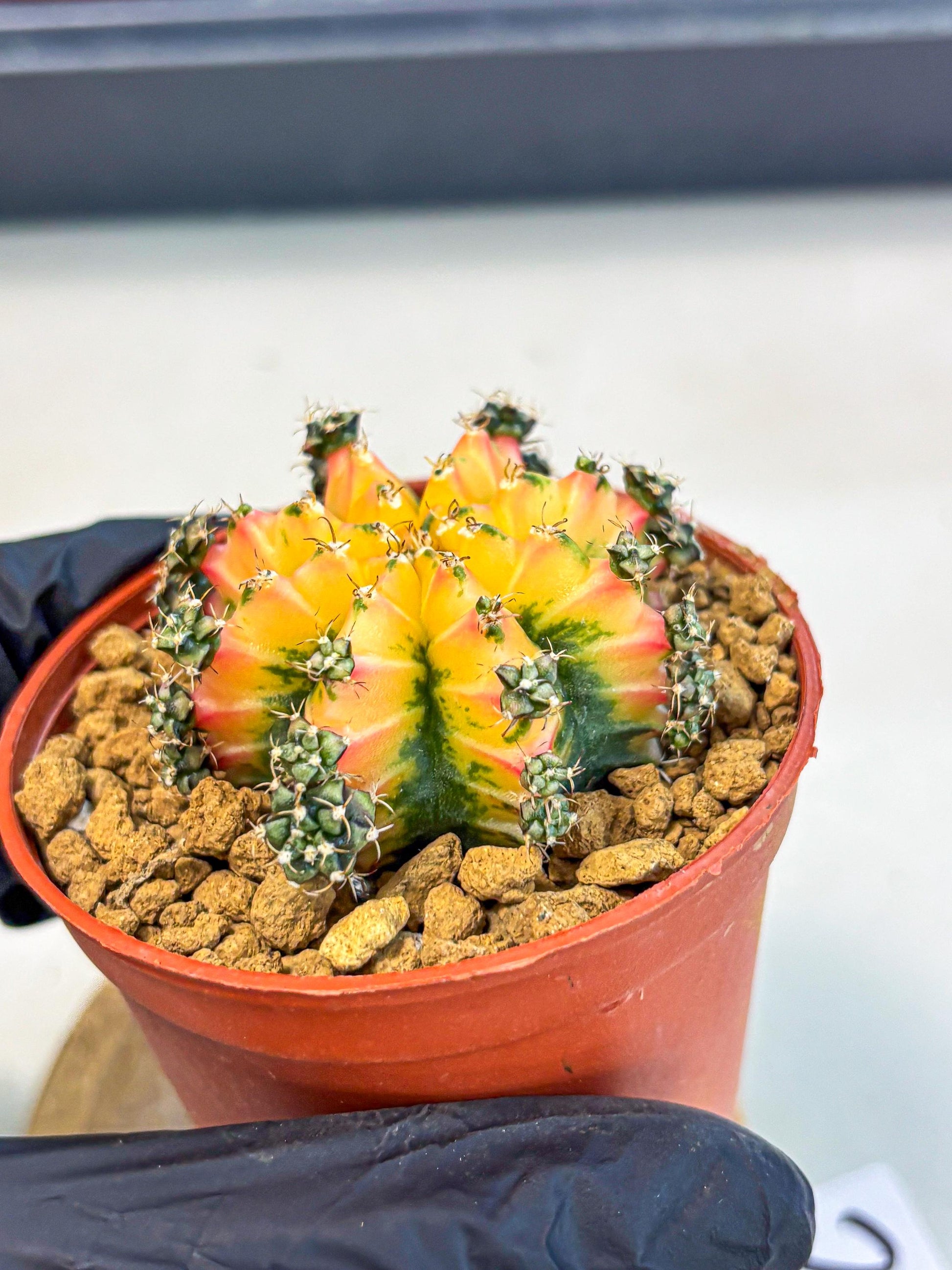Gymnocalycium Multicolor (gy8) (p2) | Special Hybrid cactus