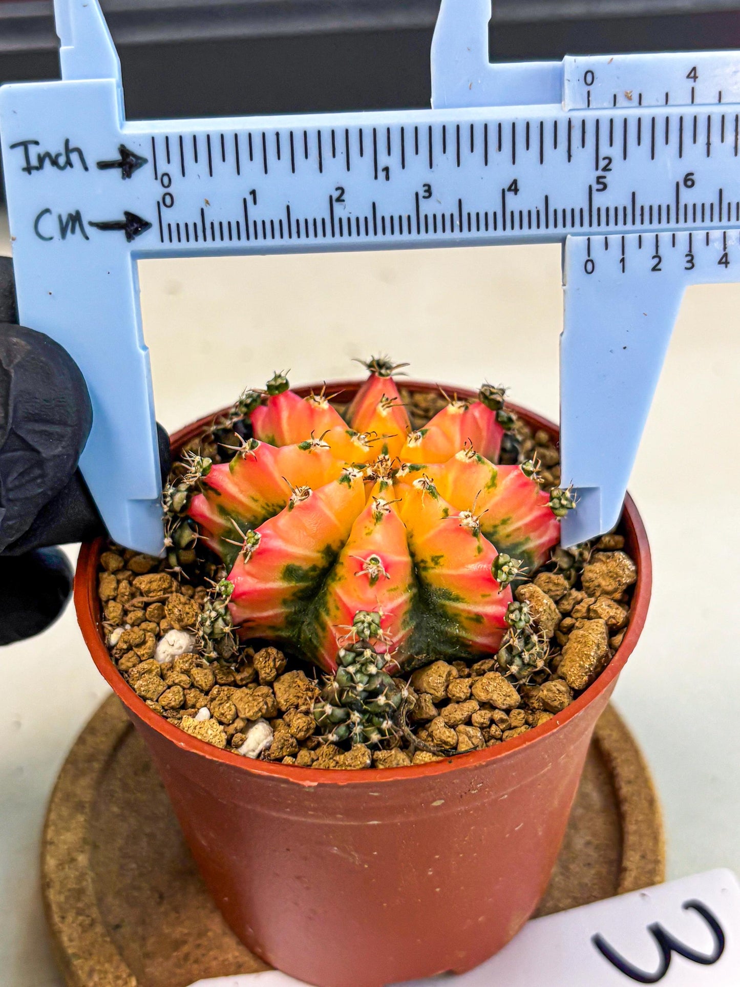 Gymnocalycium Multicolor (gy8) (p3) | Special Hybrid cactus