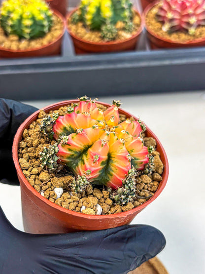 Gymnocalycium Multicolor (gy8) (p3) | Special Hybrid cactus