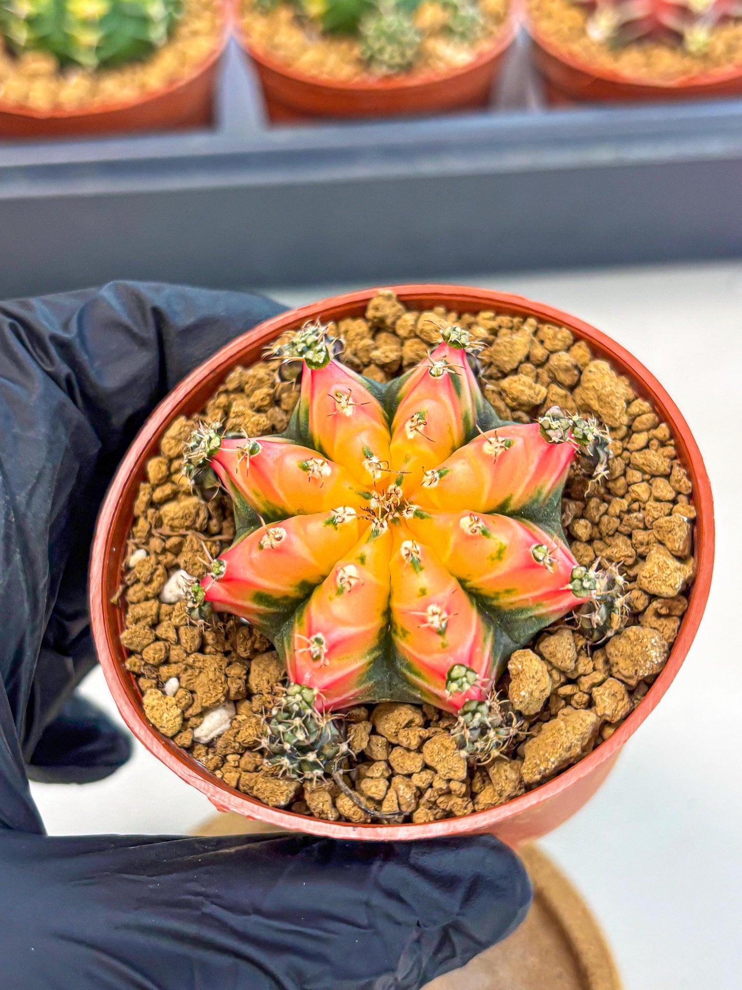 Gymnocalycium Multicolor (gy8) (p3) | Special Hybrid cactus
