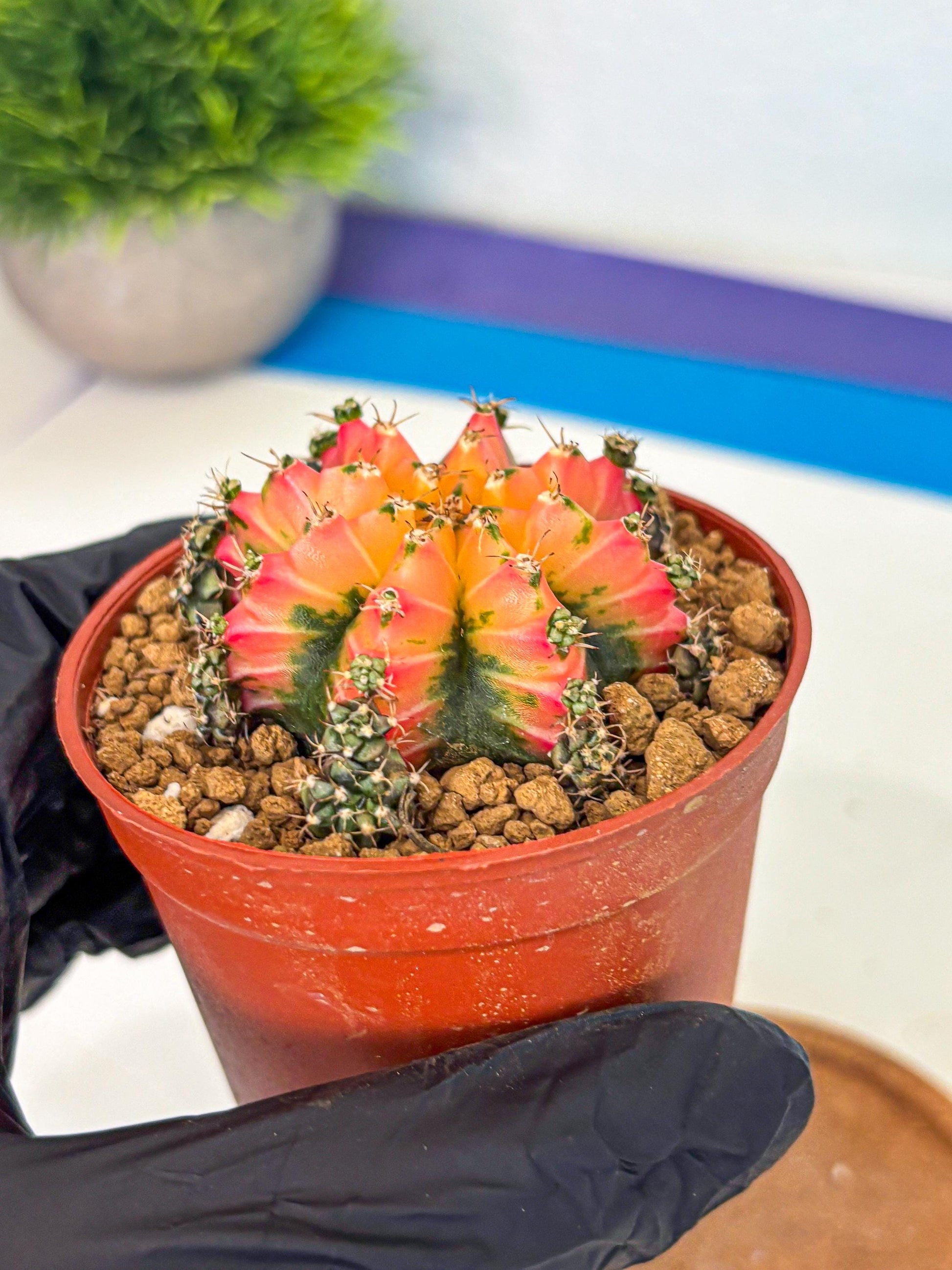 Gymnocalycium Multicolor (gy8) (p3) | Special Hybrid cactus