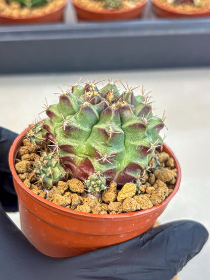 Gymnocalycium Sweet Green (gy8) (p4) | Variegated cactus