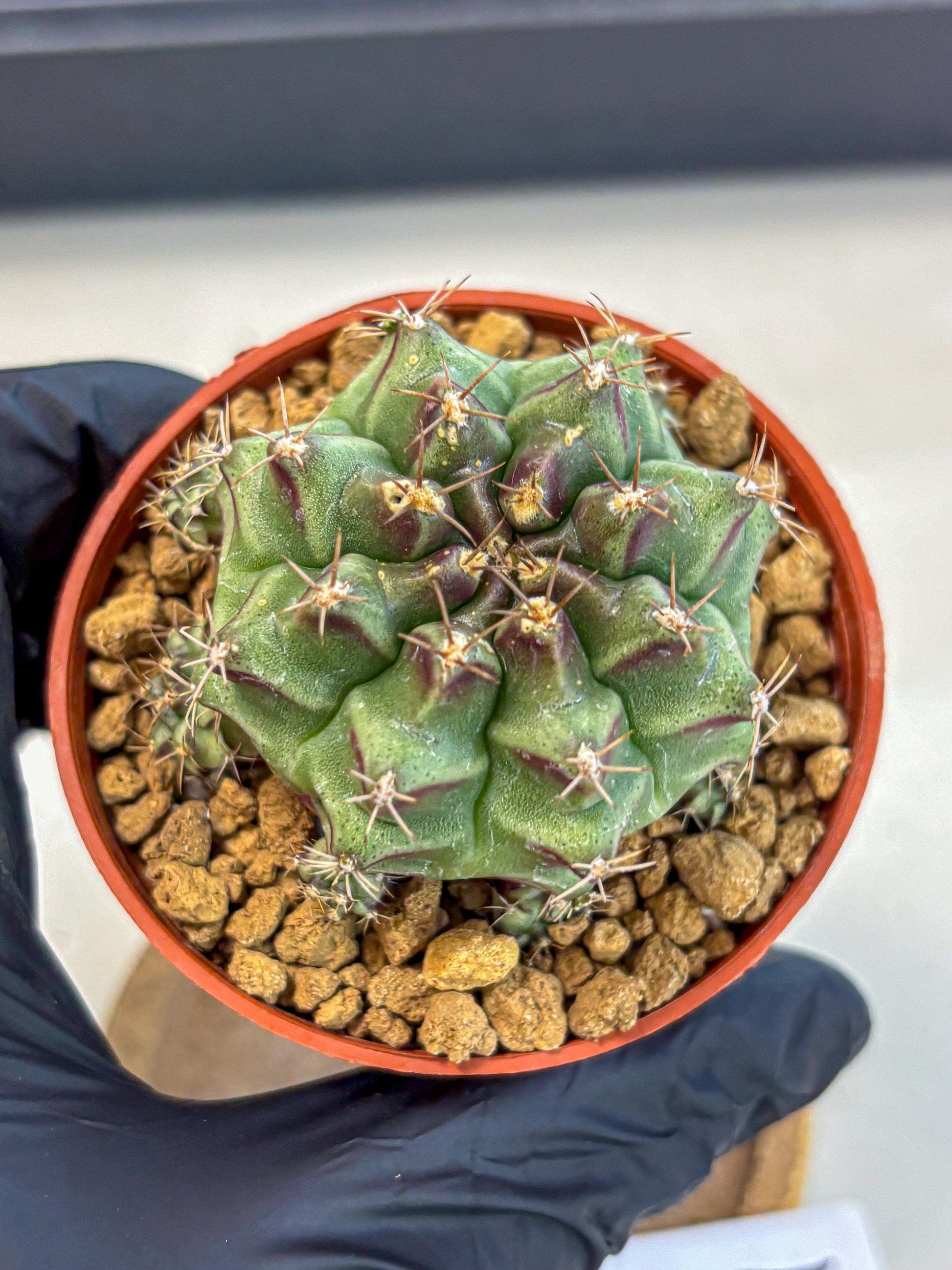 Gymnocalycium Sweet Green (gy8) (p4) | Variegated cactus