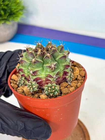 Gymnocalycium Sweet Green (gy8) (p4) | Variegated cactus