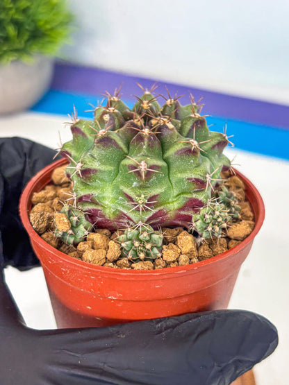 Gymnocalycium Sweet Green (gy8) (p4) | Variegated cactus