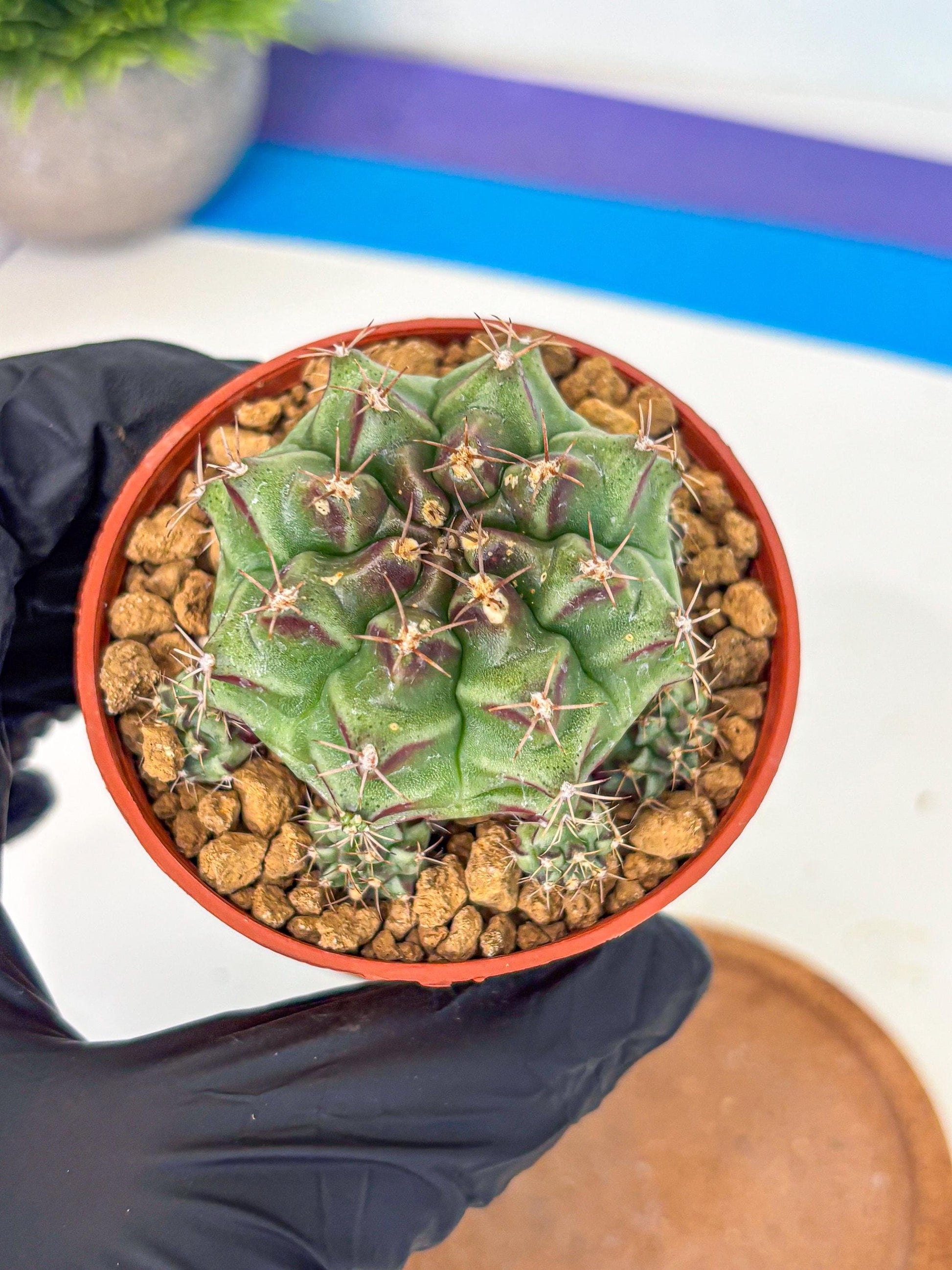 Gymnocalycium Sweet Green (gy8) (p4) | Variegated cactus