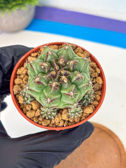 Gymnocalycium Sweet Green (gy8) (p4) | Variegated cactus