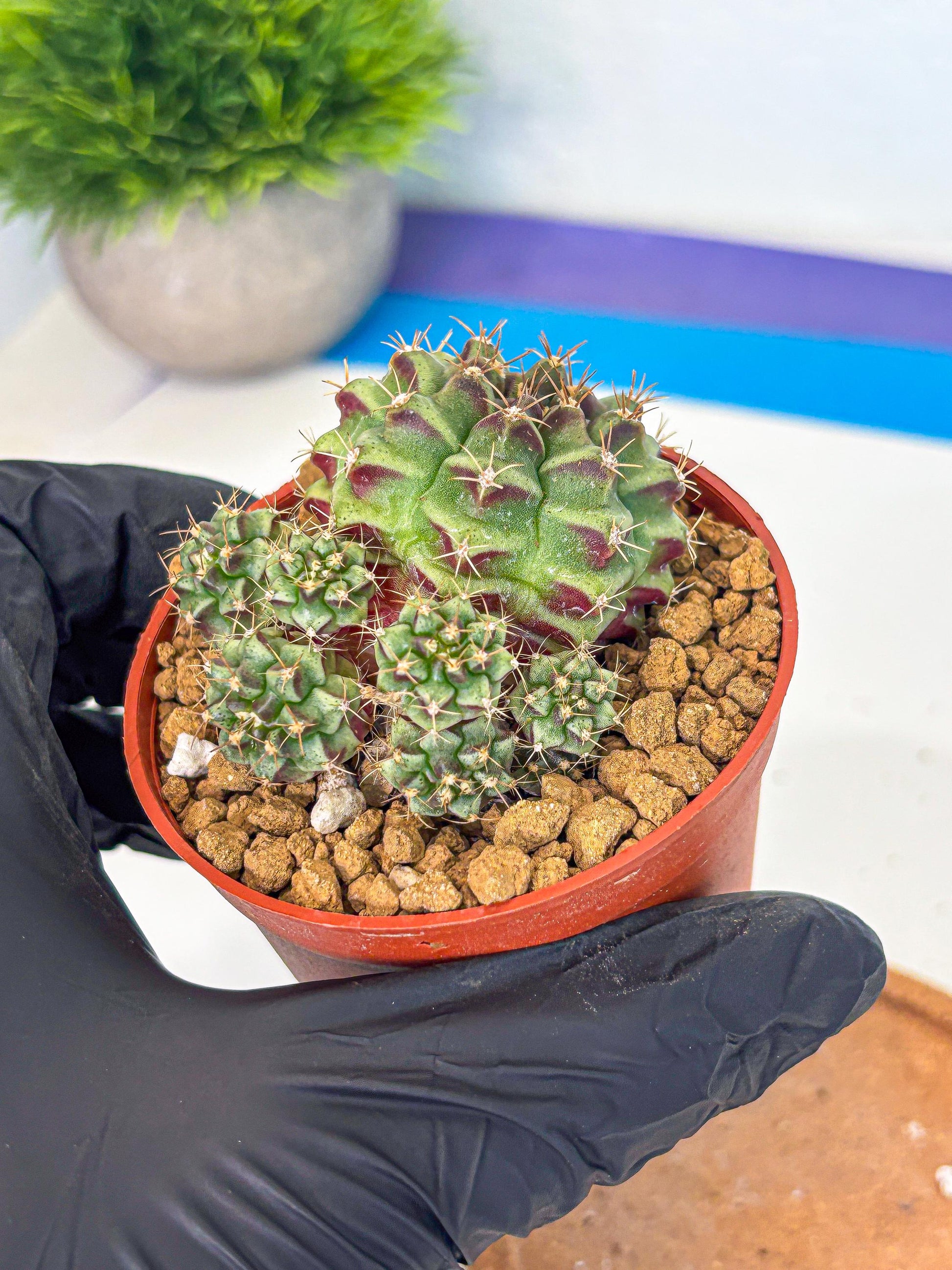 Gymnocalycium Sweet Green (gy8) (p5) | Variegated cactus