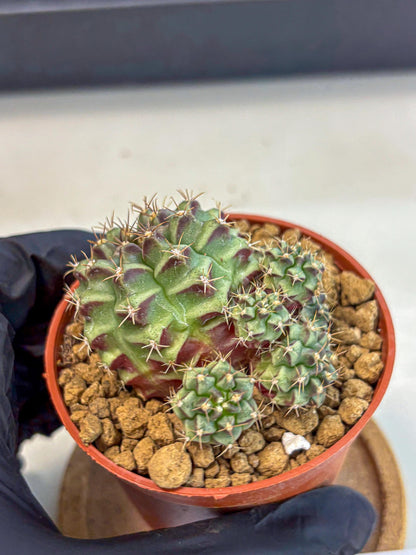 Gymnocalycium Sweet Green (gy8) (p5) | Variegated cactus